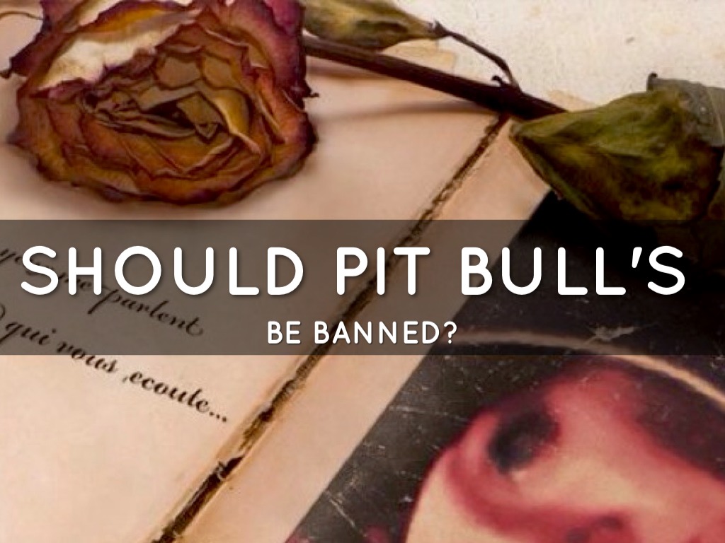 SHOULD PIT BULL S BE BANNED By Carrie Wilson   0A9F5D55 D1A1 4816 8172 B108740AF13D 