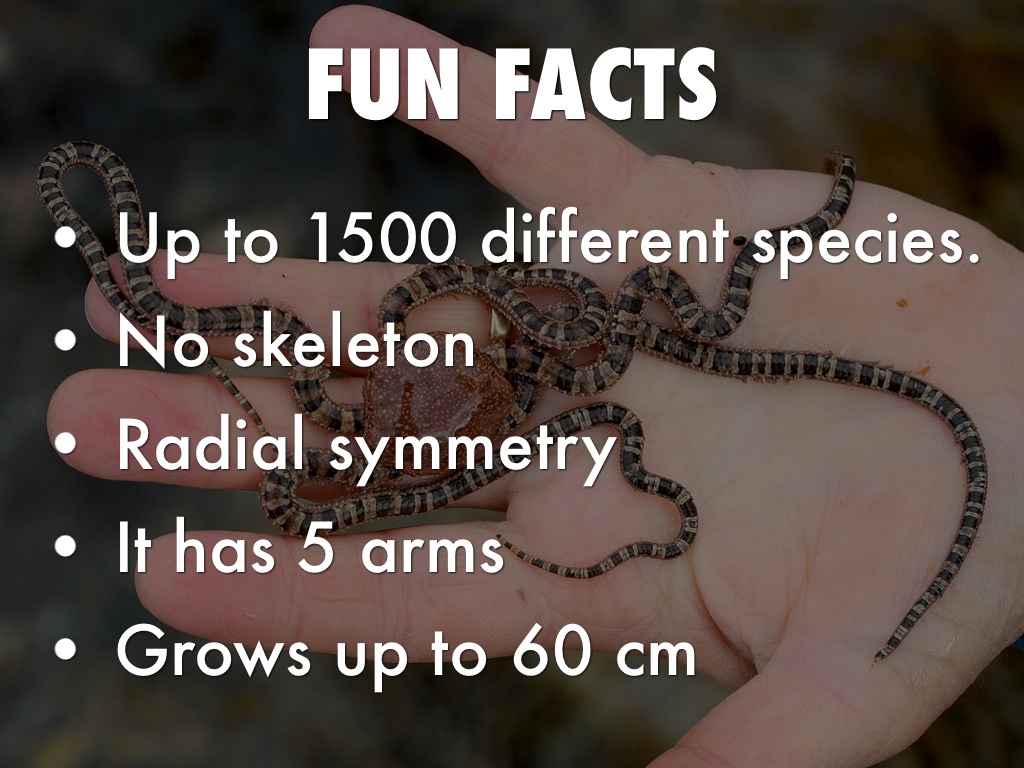 Brittle Star by travishuston1