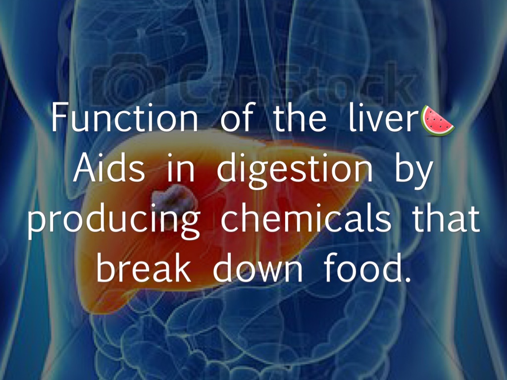 Digestive System Project🍍 by Jessica Johnson