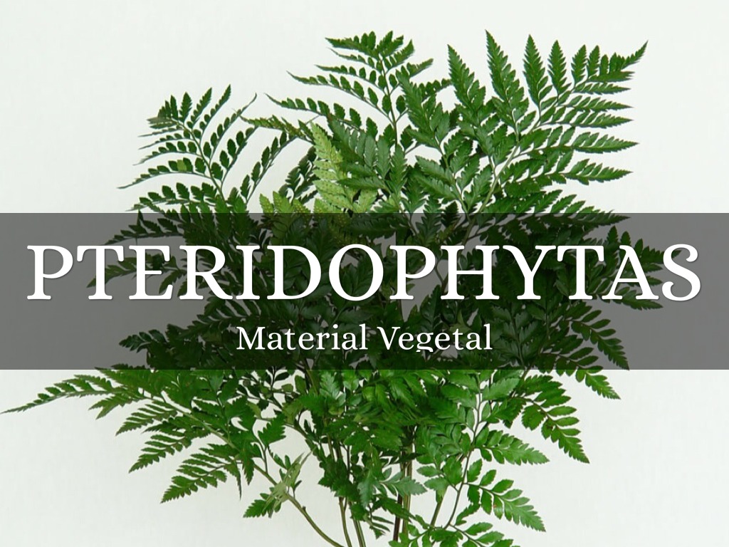 Material Vegetal: Pteridophytas 