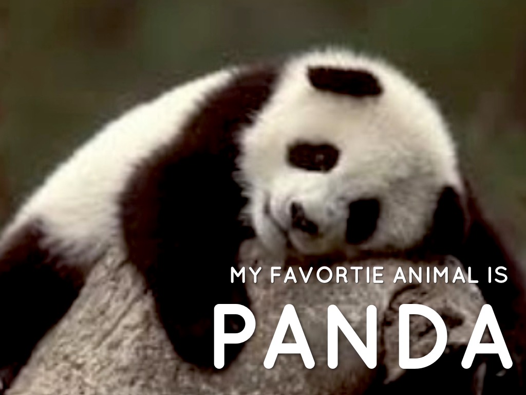 I love panda because picture