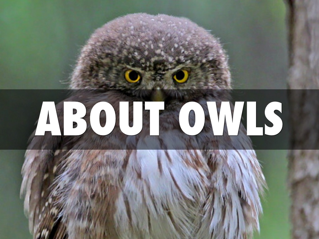 About Owls