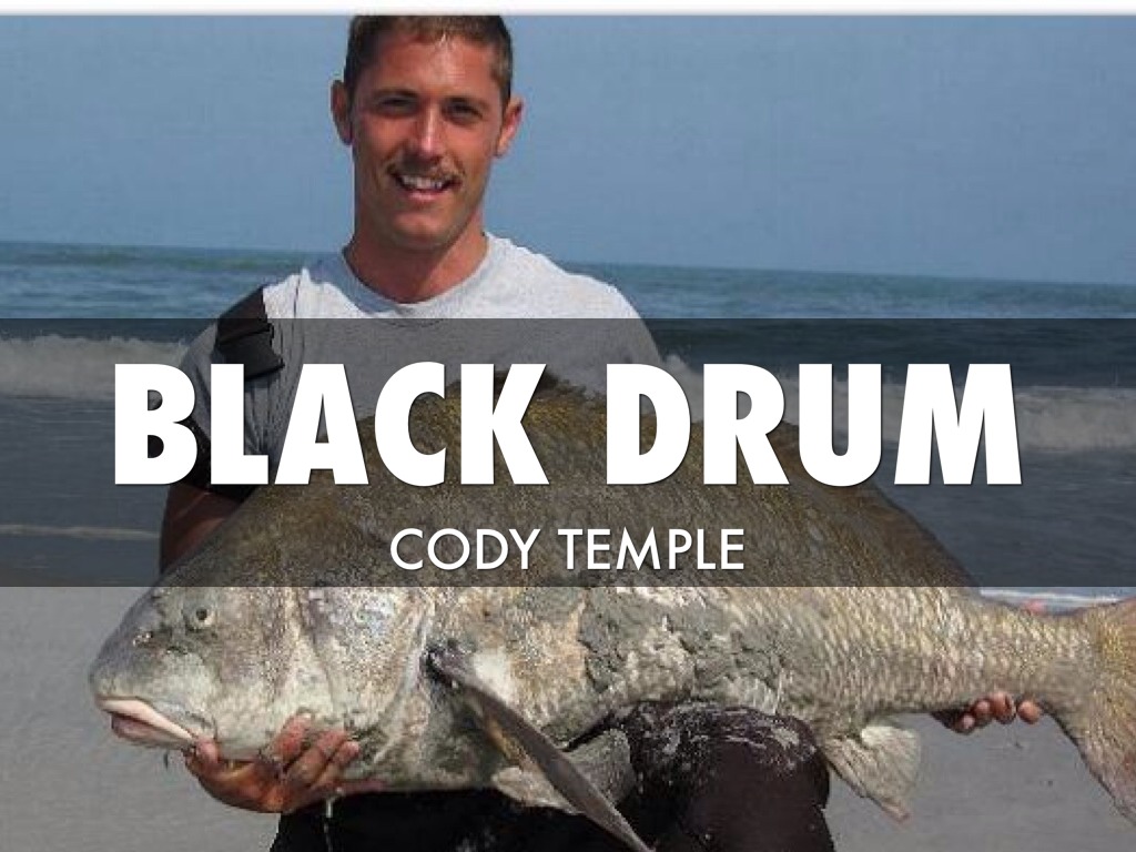 Black Drum