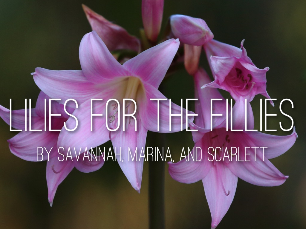 Lilies For The Fillies by Kelly Hynes
