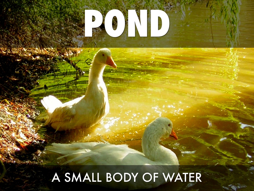 Animals Building Homes 