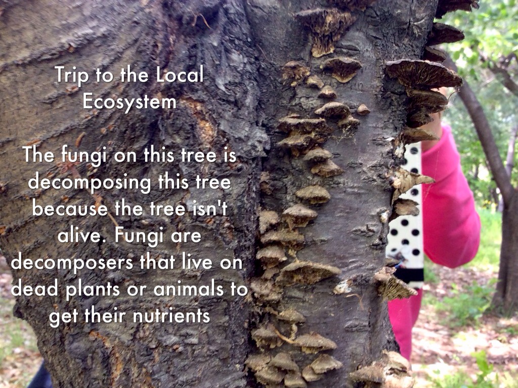 Pictures Of The Walking Field Trip