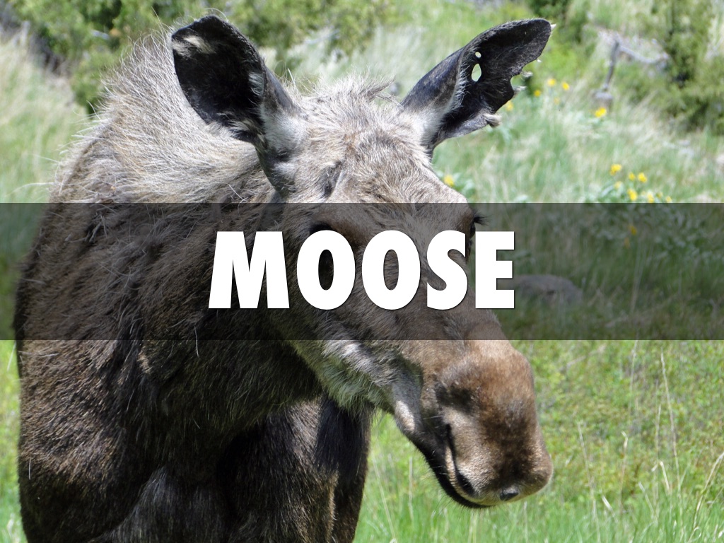 Clean And Unclean Animals by Jacky Xu