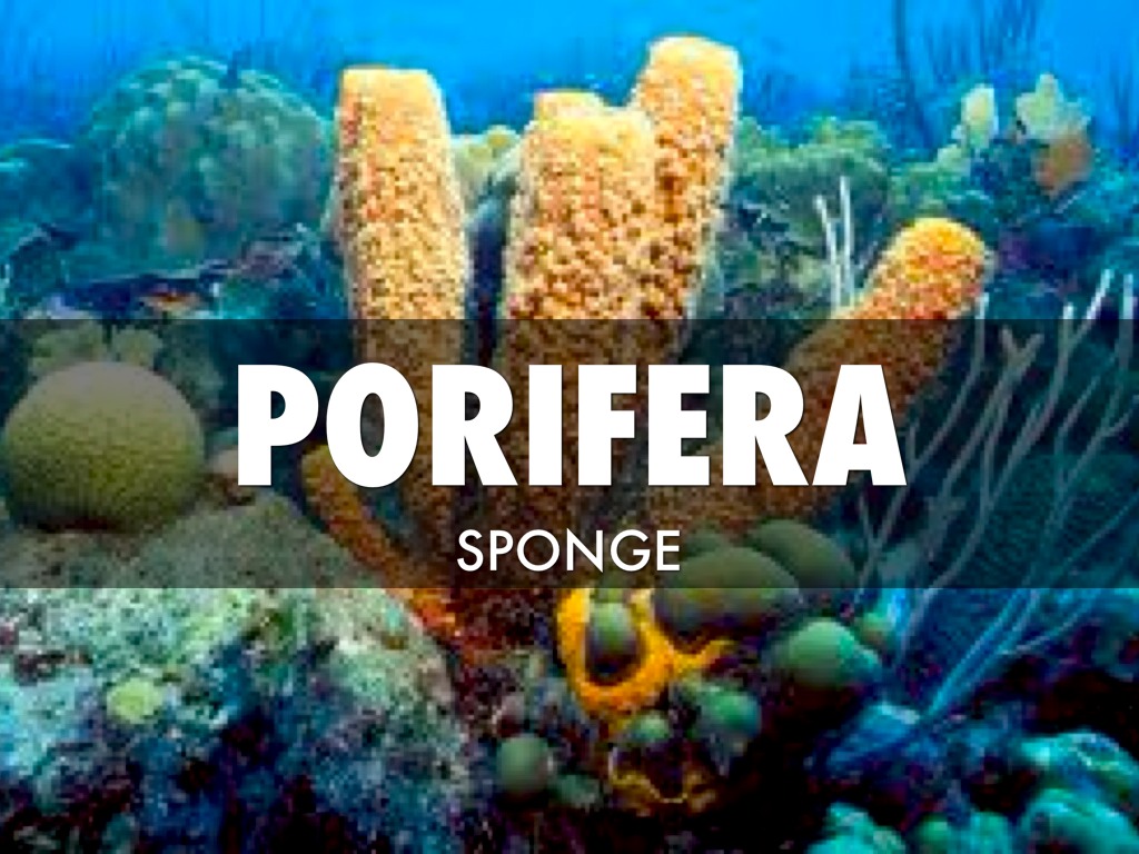 Phylum Characteristic