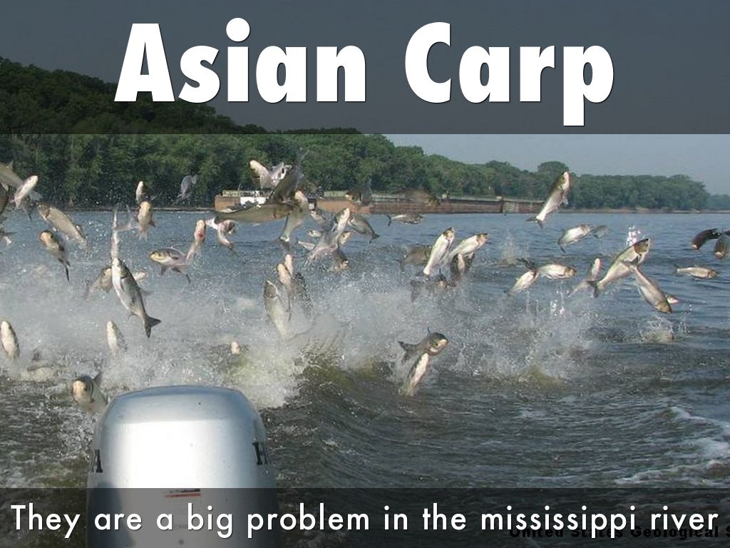 Asian Carp