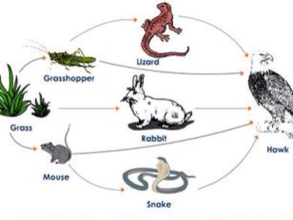 Energy In A Ecosystem by Ashton Bible