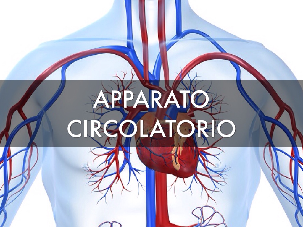 Vena succlavia - Wikipedia, image size:1024x768