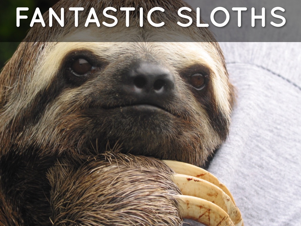 All About Sloths 