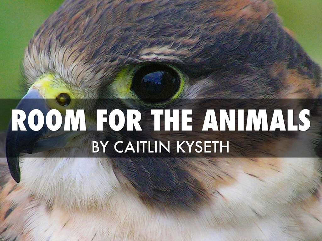 Room For The Animals
