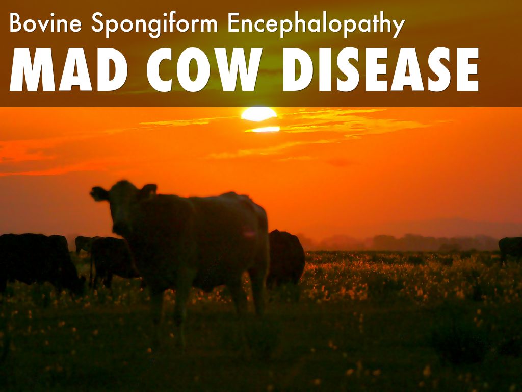 Mad cow disease