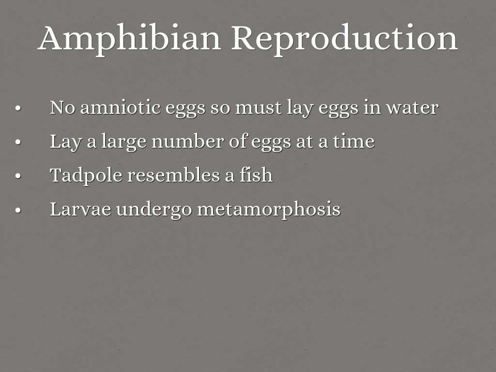 Fish, Amphibians, and Reptiles by jennifer.daniel