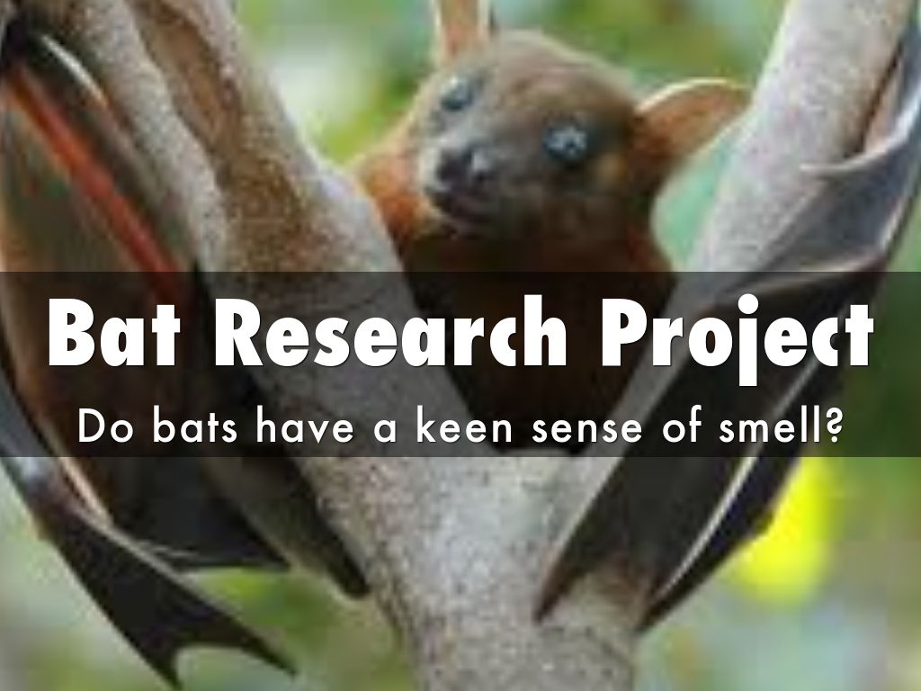 Bat Research Project by adlacerna