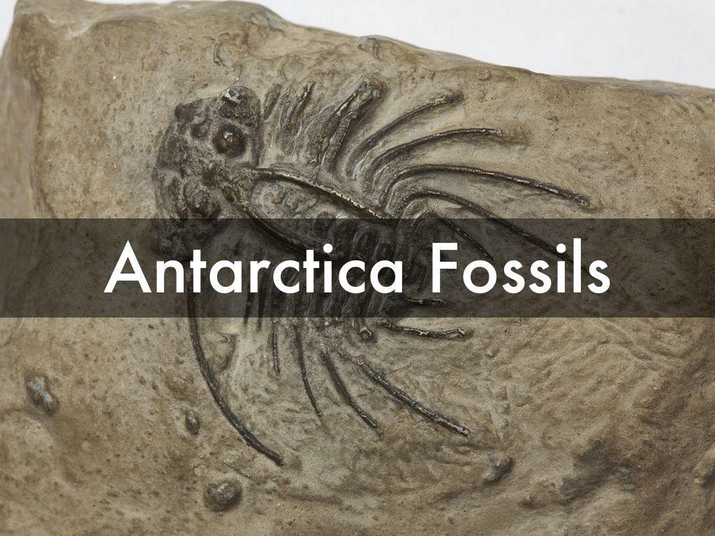 Antartica Fossils by Ashley Brown