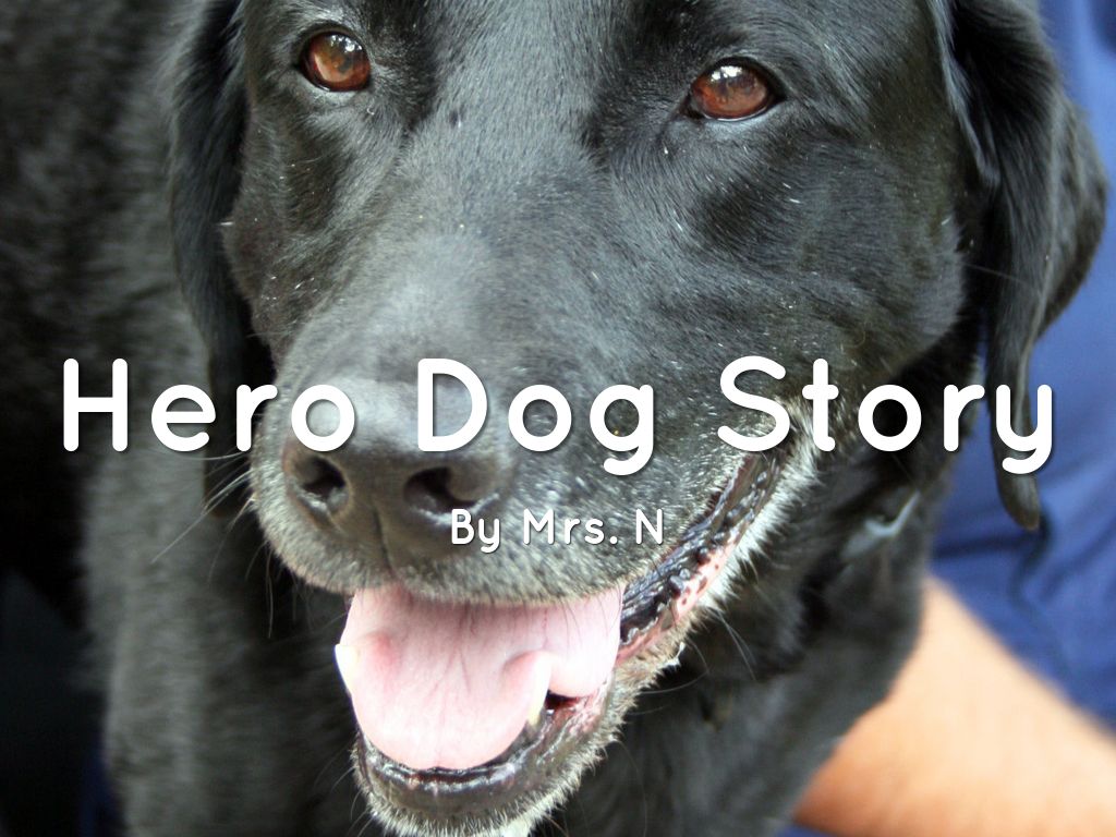 Hero Dog Story