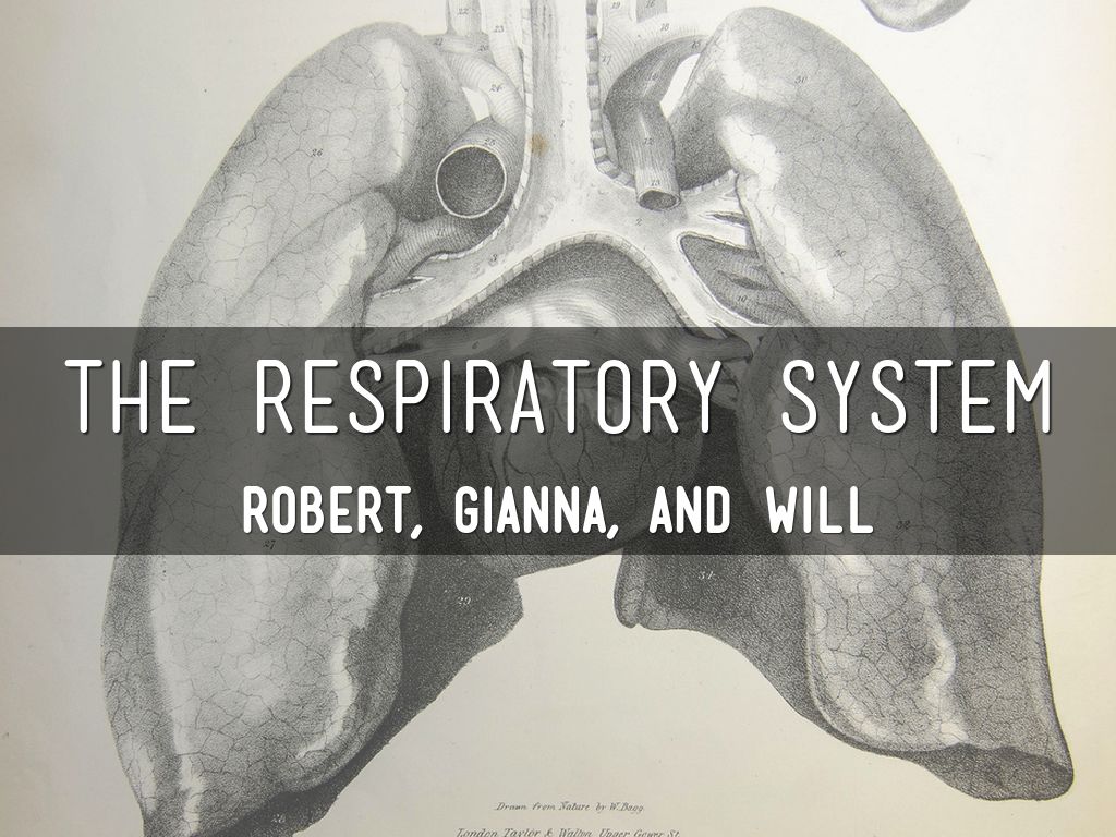 Respiratory System