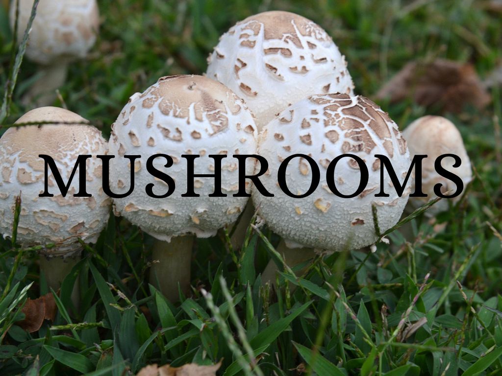 Mushrooms