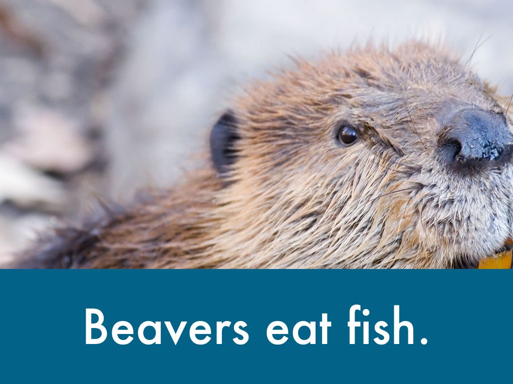 Austin Beaver by Jackson Park