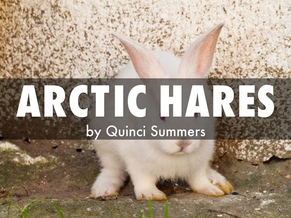Arctic Hares