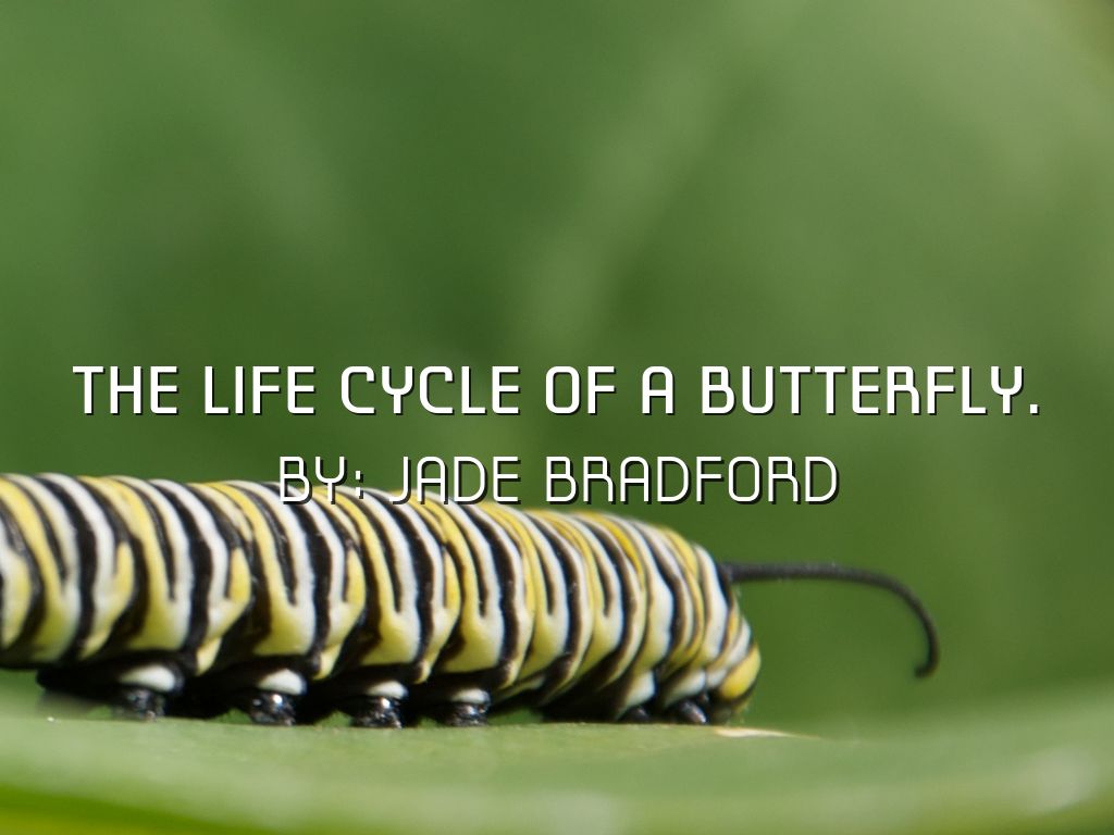 tHE LIFE CYCLE OF A BUTTERFLY.