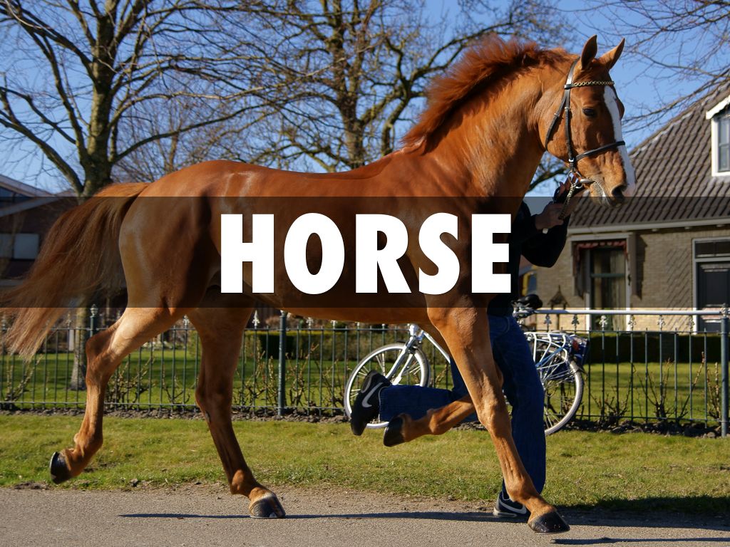 horse