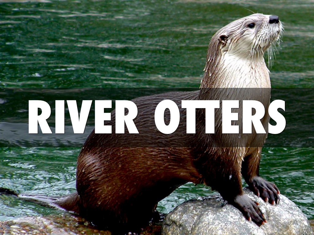 River Otters 