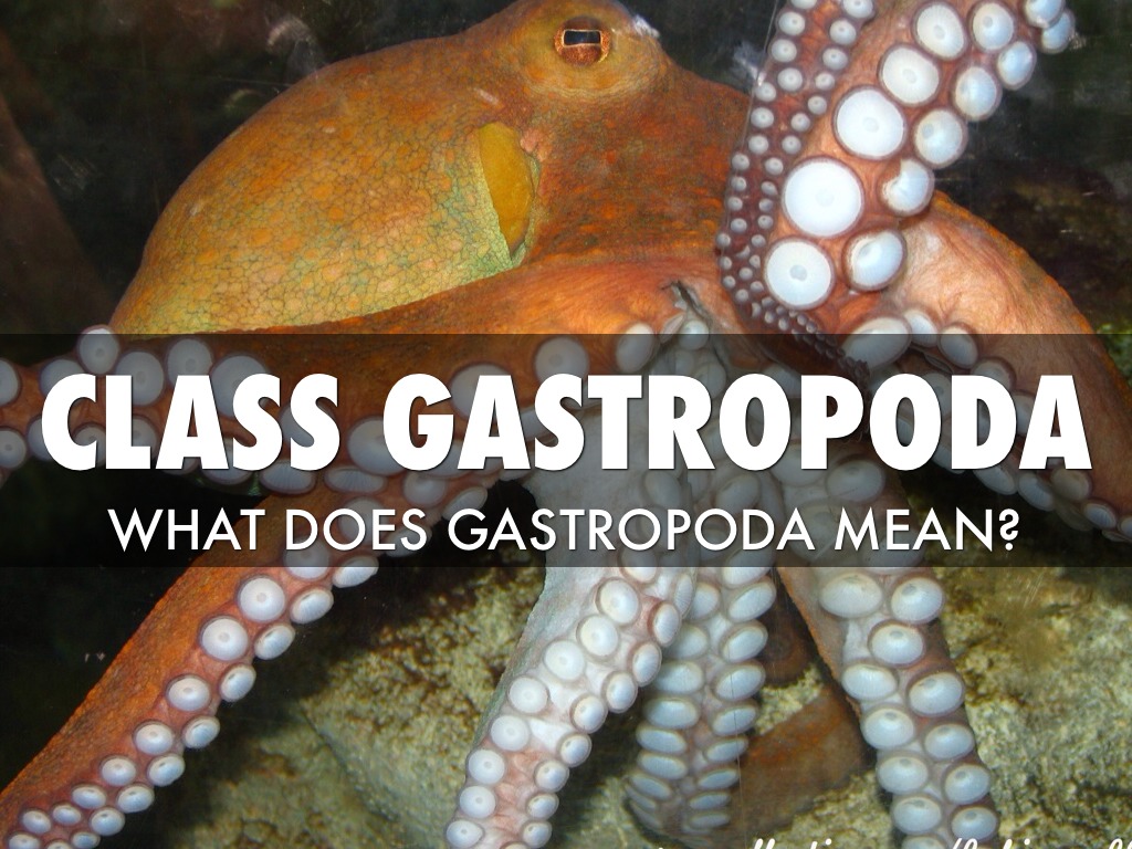 Summary Of The Phylum Mollusca