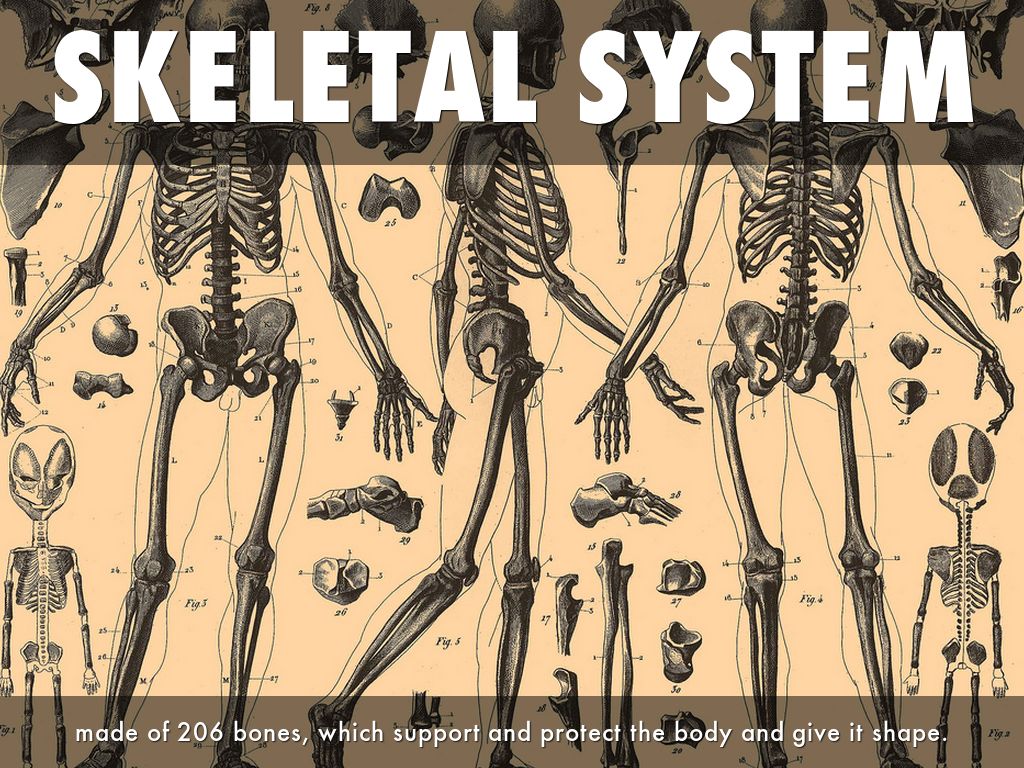 The Organ Systems Of The Human Body by Avery R