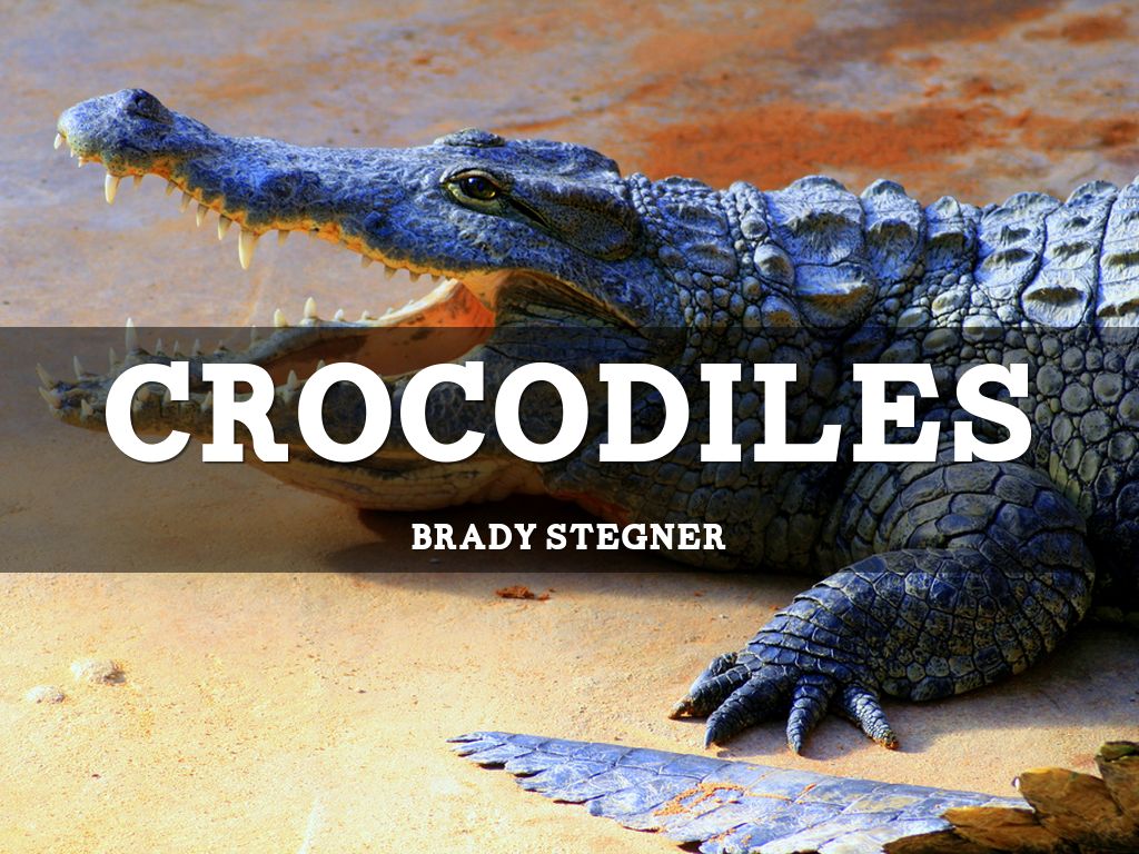 Crocodiles