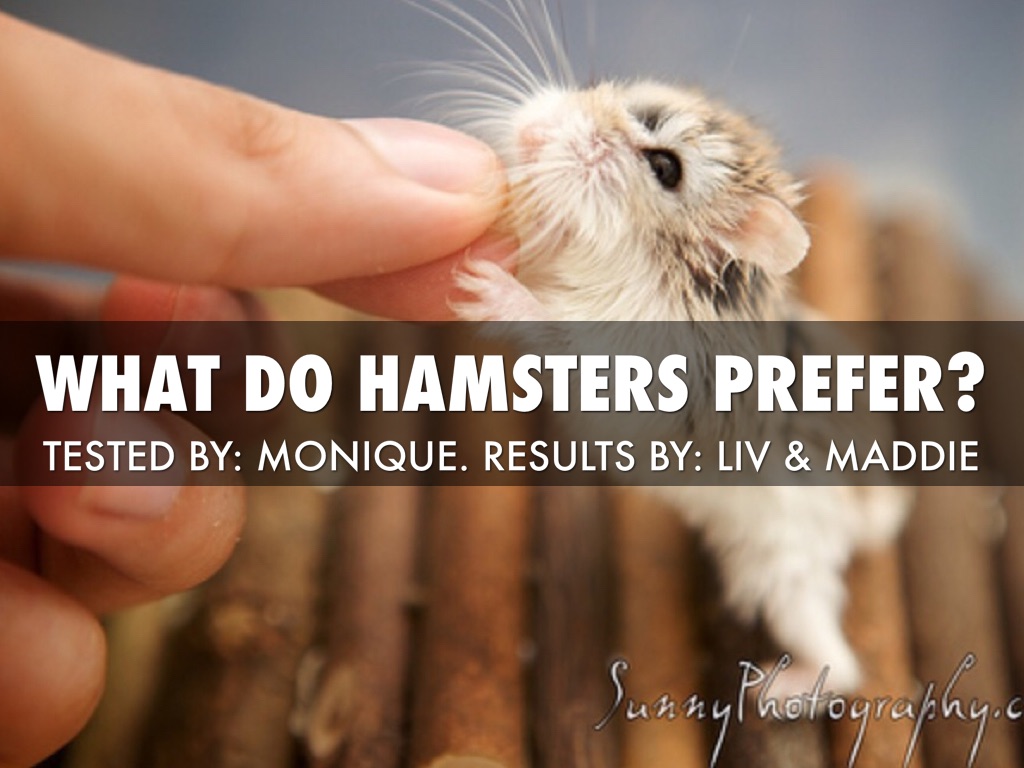 Hamster Attractions