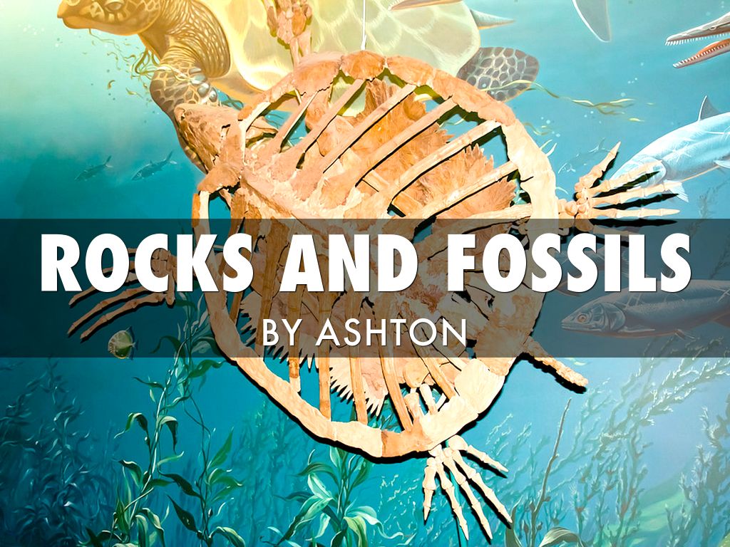 Rocks And Fossils by Ashton Hansen