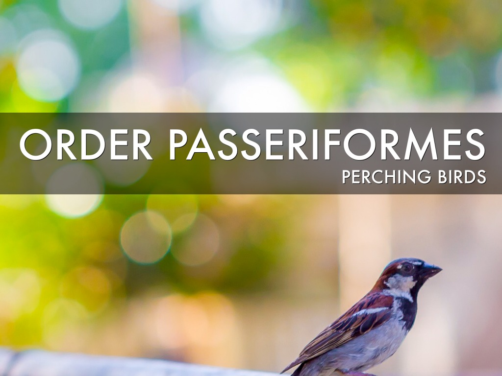 Passeriformes