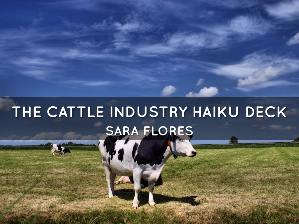 The Cattle Industry