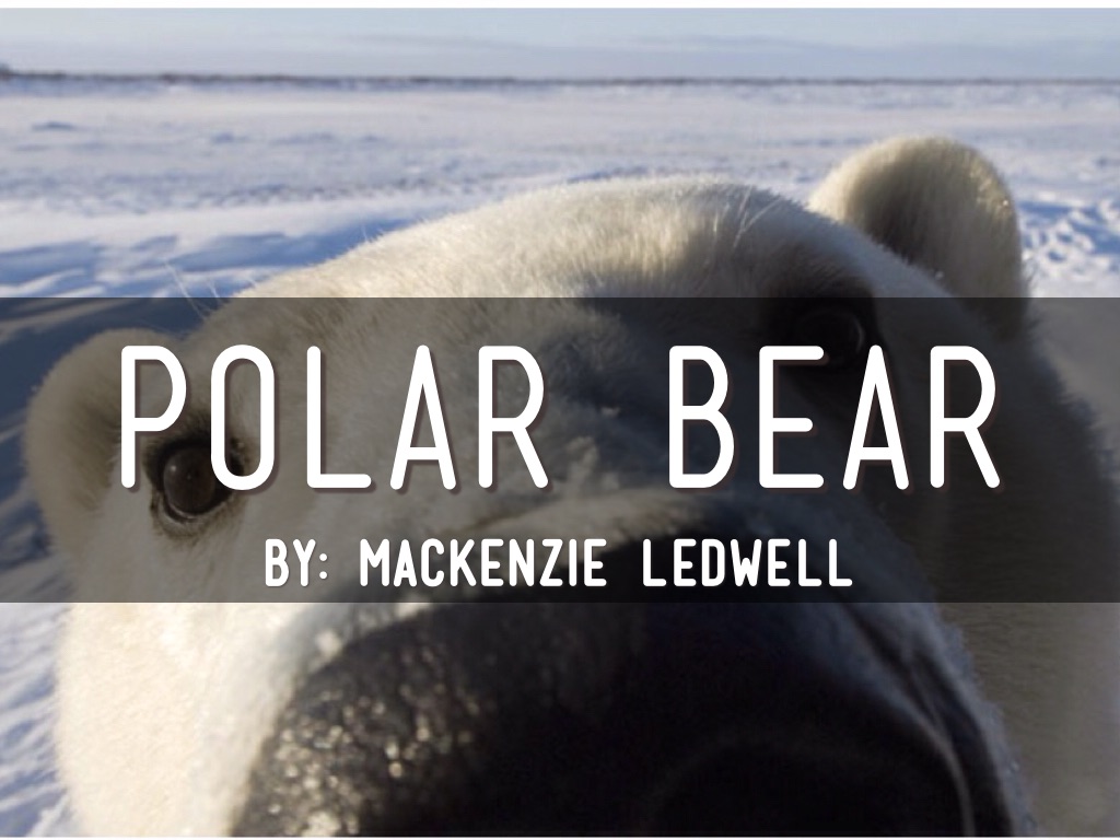 The polar bear 