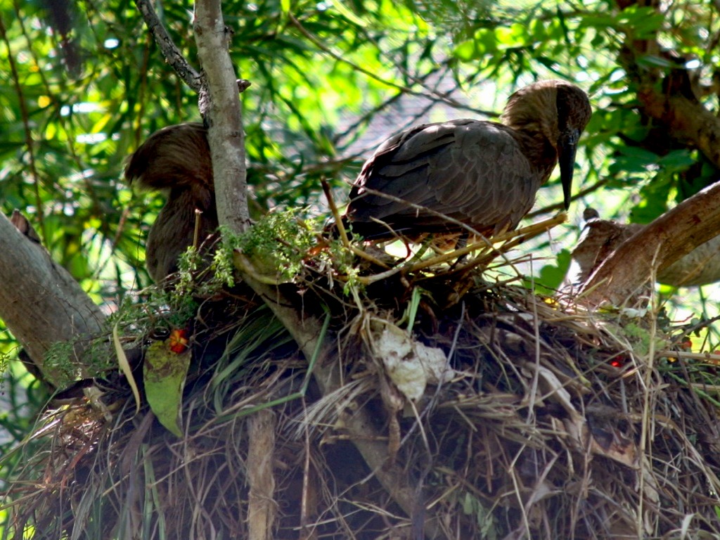 Rainforest Animals By Jonathan 3G by ishyear3