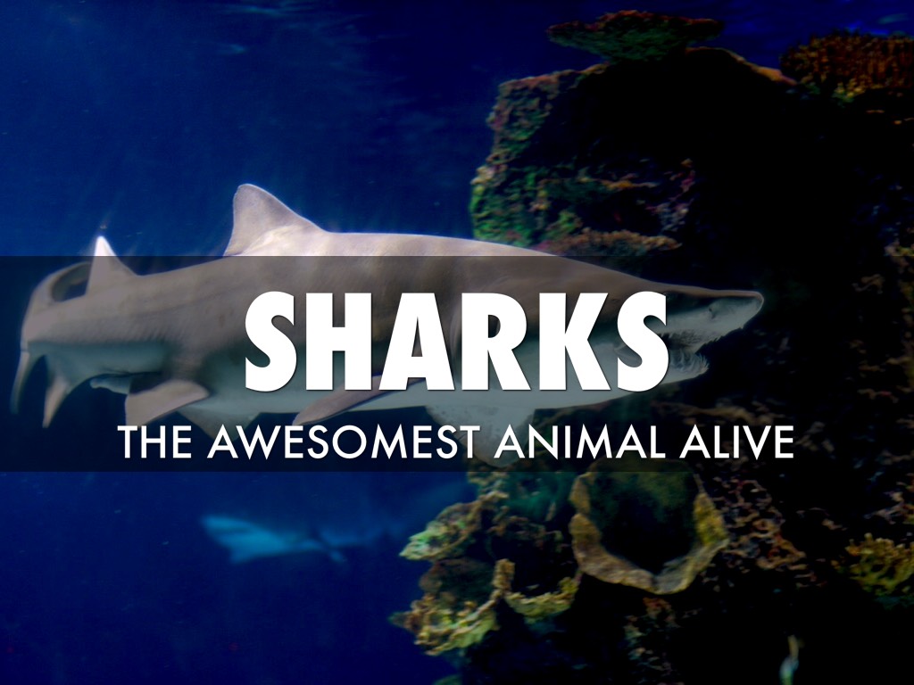 Sharks