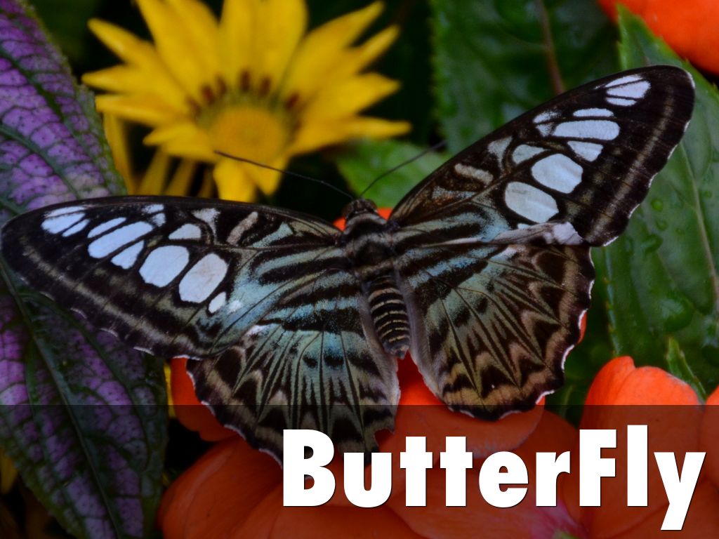 ButterFly