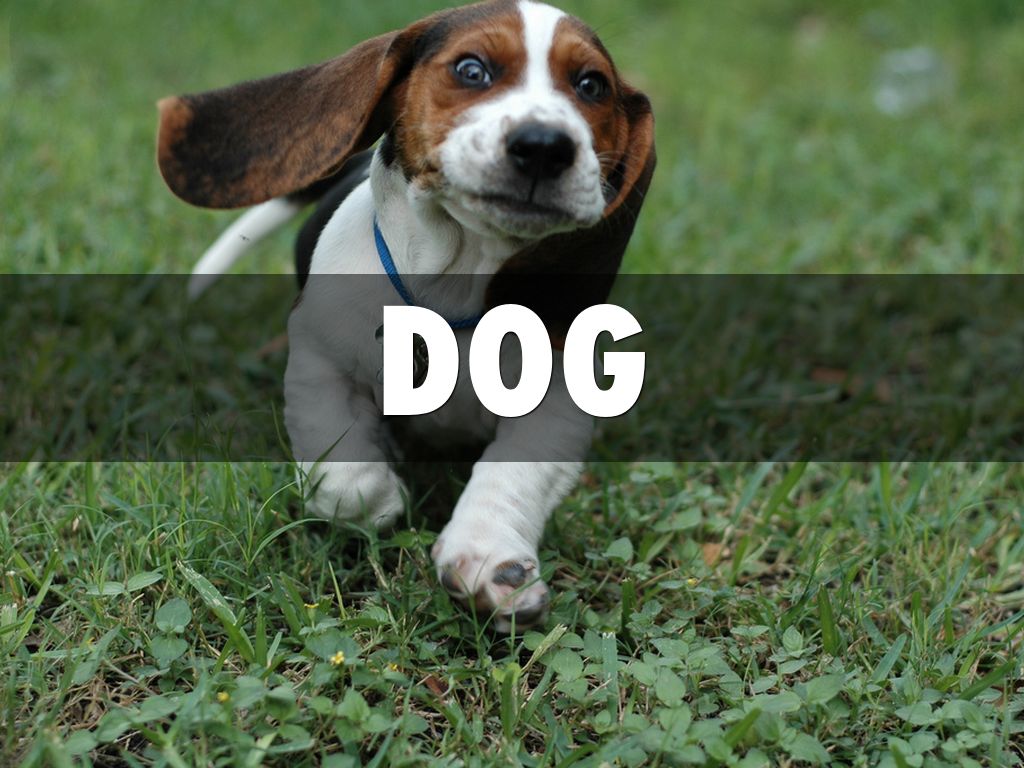 Dog 