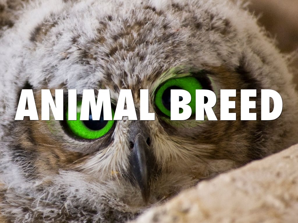 Animal Breed
