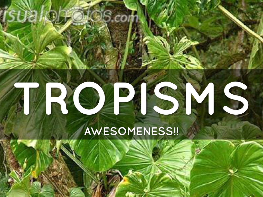 Haiku Deck In Action