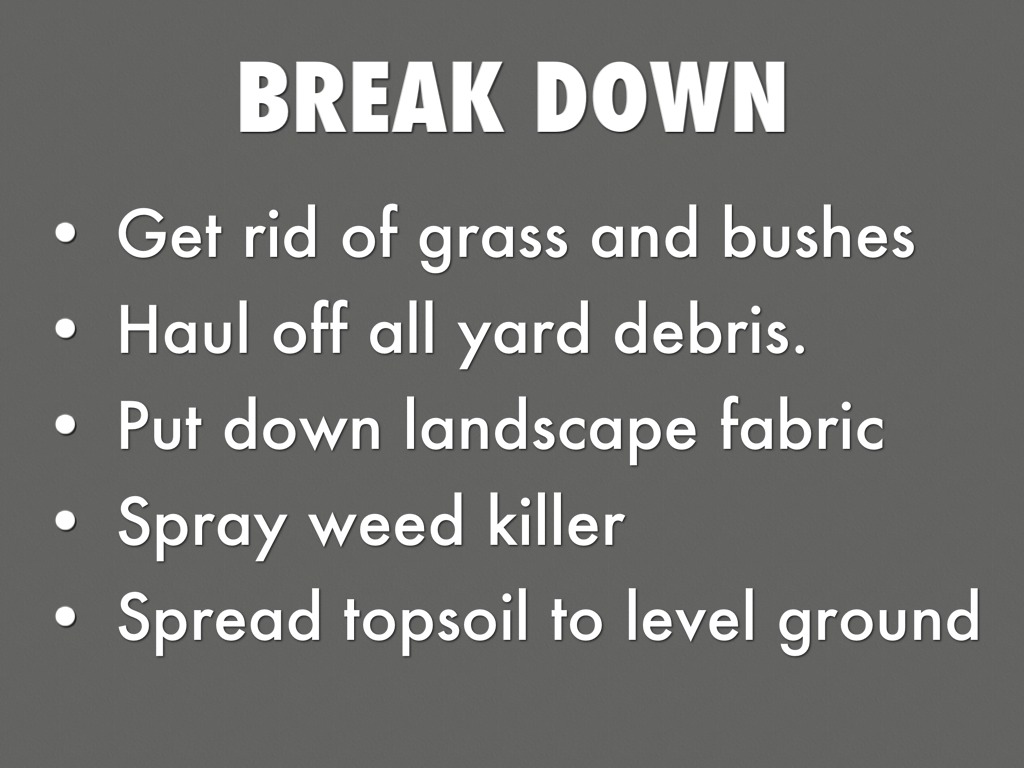 Mr. Peter's Backyard 