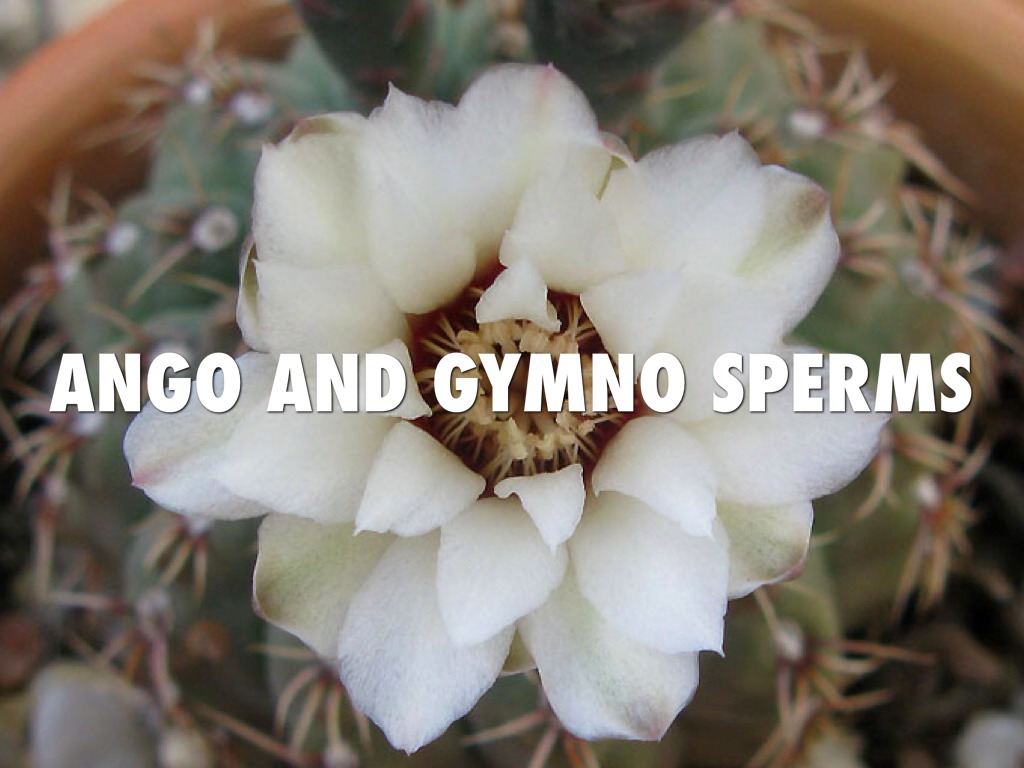 Angio And Gymno Sperms 