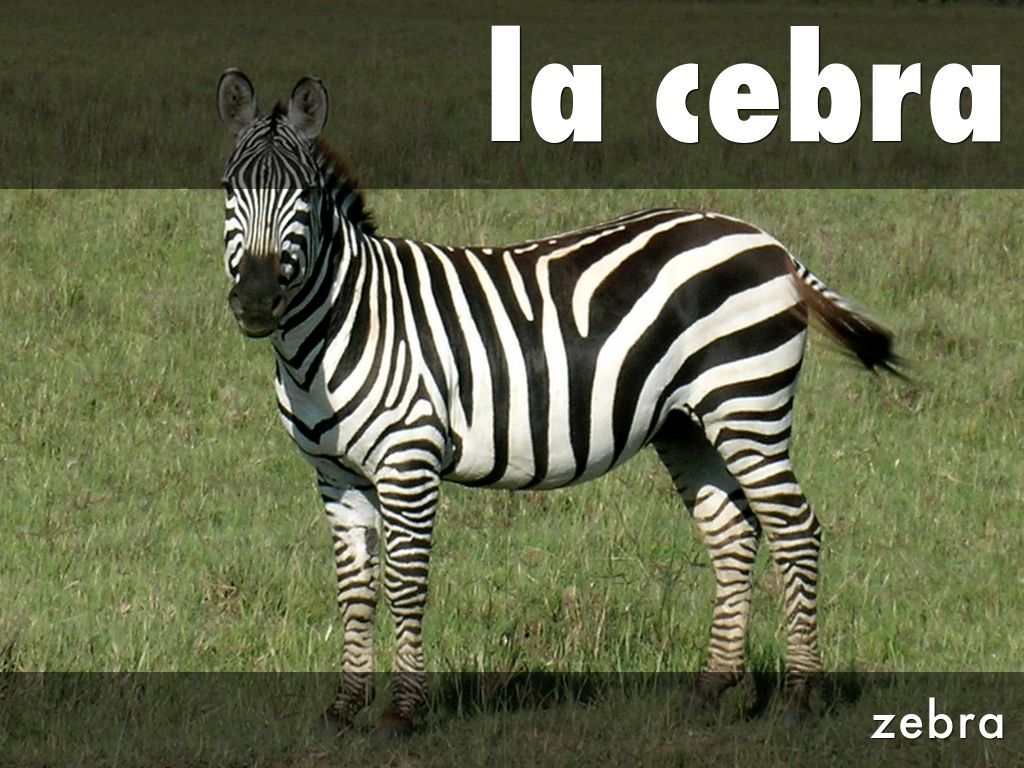 la cebra