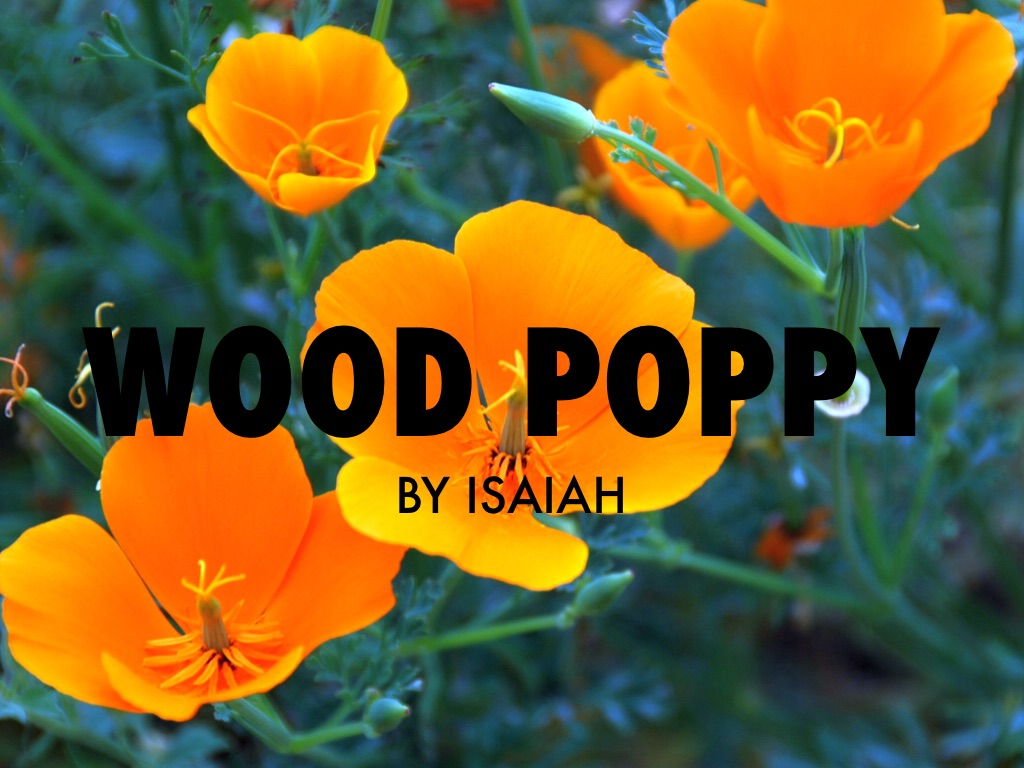 The Wood Poppy