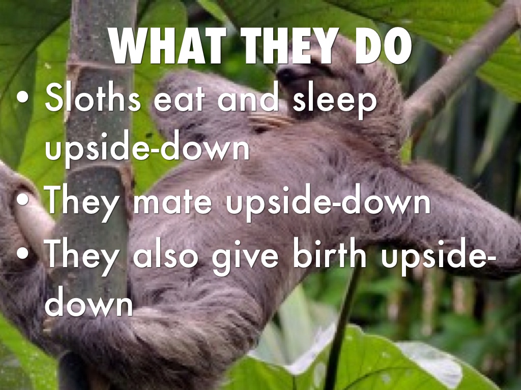 Sloths by Daniel Reyes