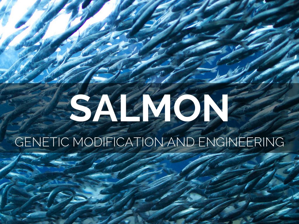 Copy of Genitically Modified Salmon