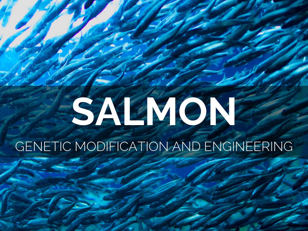 Genitically Modified Salmon